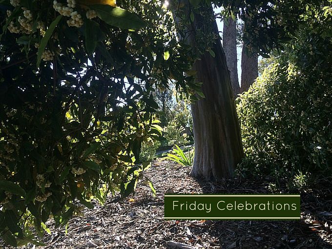 Friday Celebrations