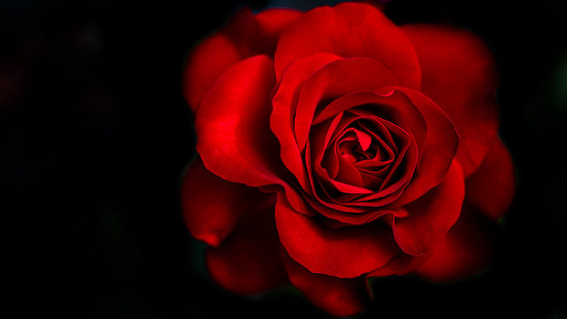 red rose